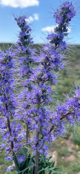 Silky Phacelia at Kiger Gorge on Steens Mountain