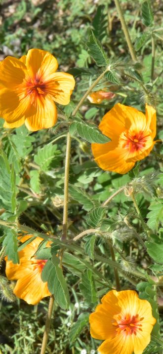 Flowers in Sonoran Desert National Monument