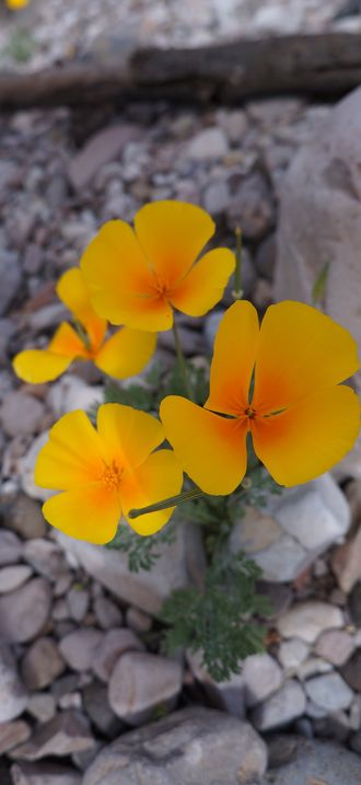 Spring in the Gila Box Riparian National Conservation Area