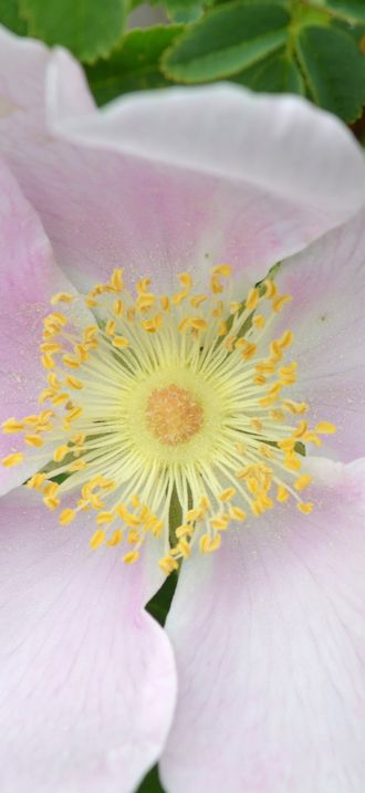 Nootka Rose, San Juan Islands
