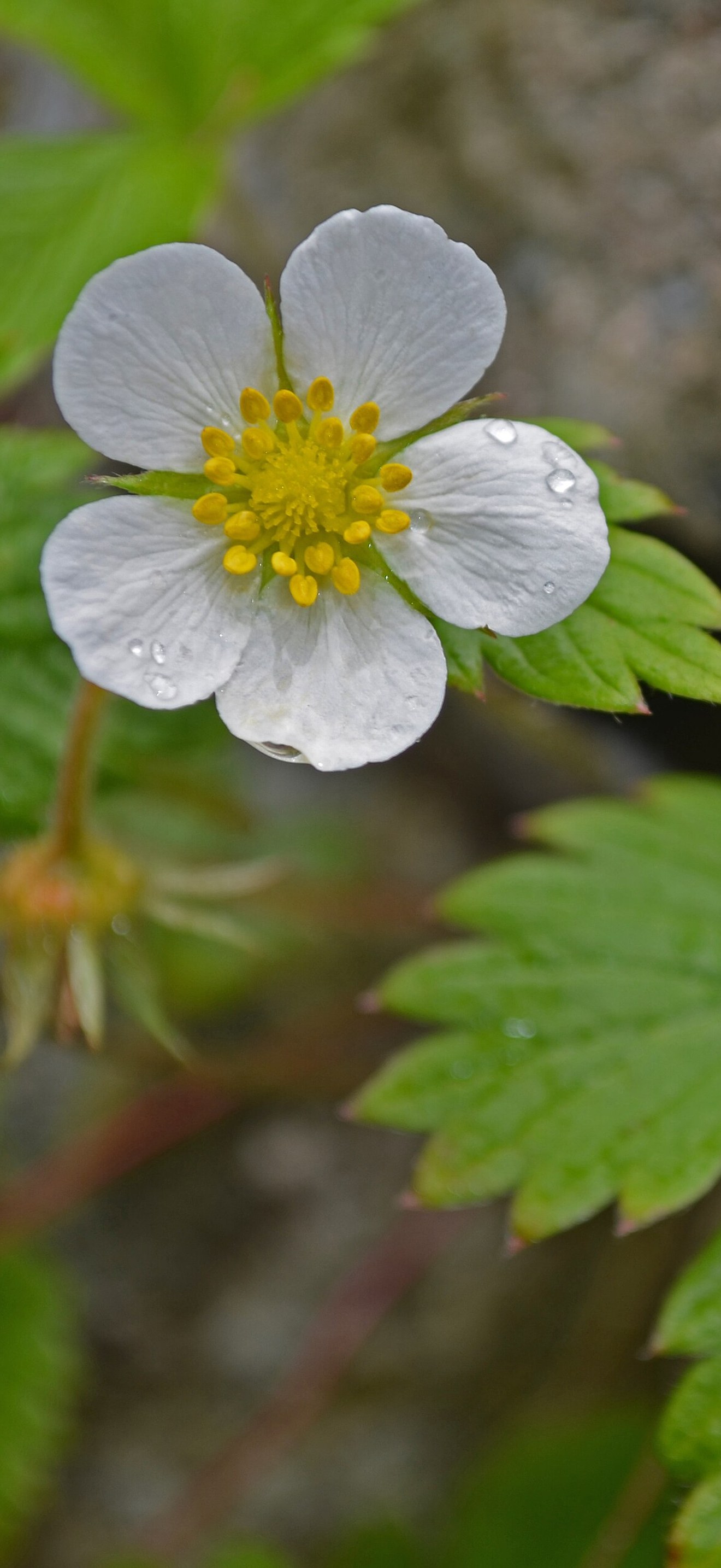 Fragaria vesca, San Juan Islands