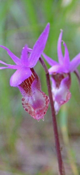 Fairy Slipper, San Juan Islands