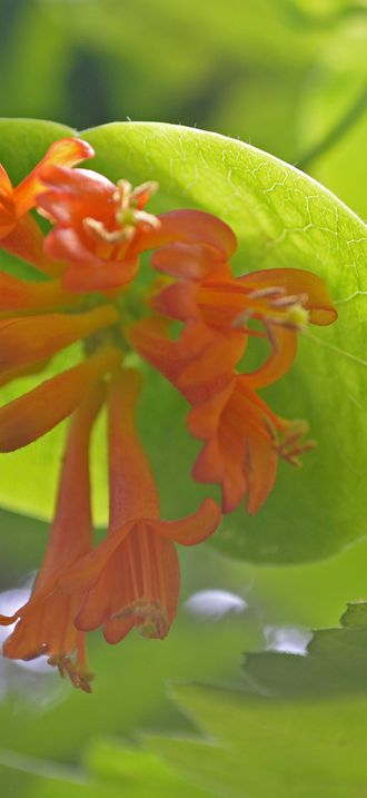 Trumpet Honeysuckle, San Juan Islands