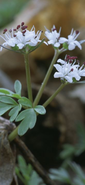 Erigenia bulbosa FWS 13185