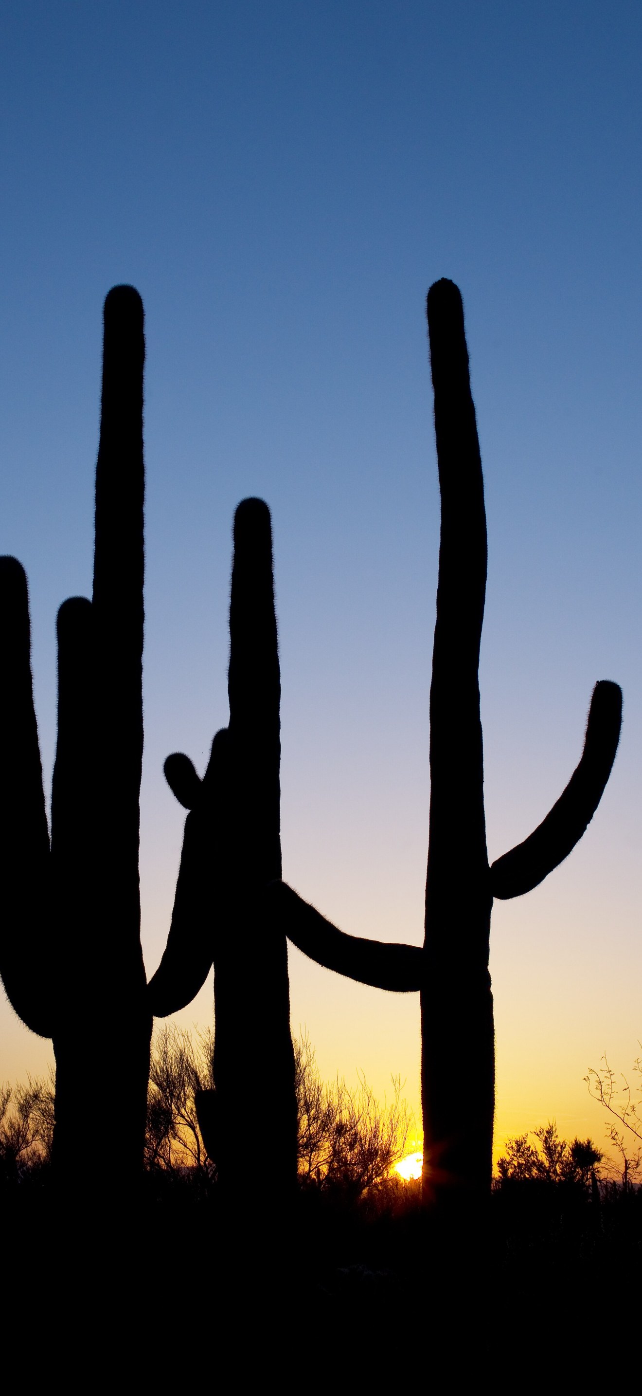 Saguaro Cactus near Tucson, Arizona