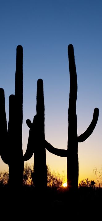 Saguaro Cactus near Tucson, Arizona