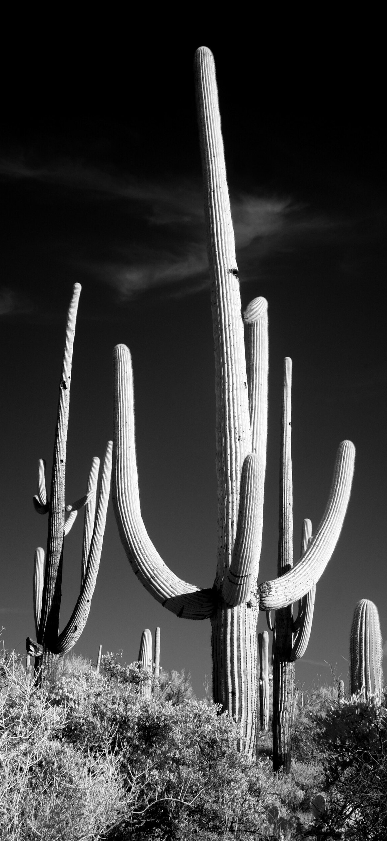 Saguaro Cactus near Tucson, Arizona