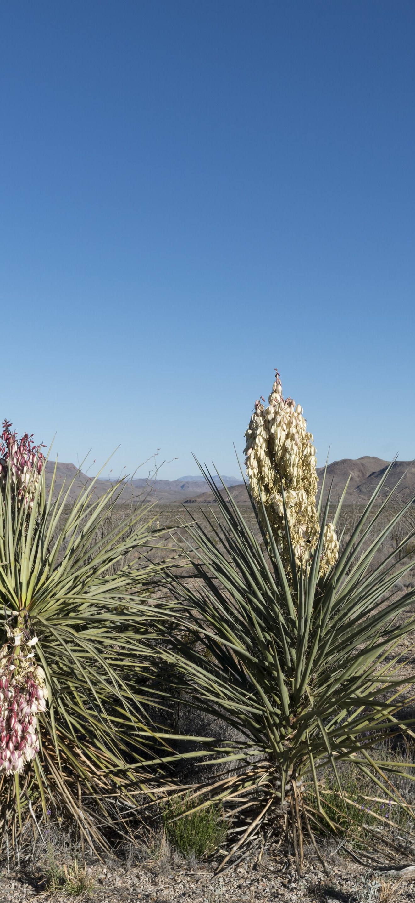Desert flowers in Big Bend National Park in Brewster County, Texas