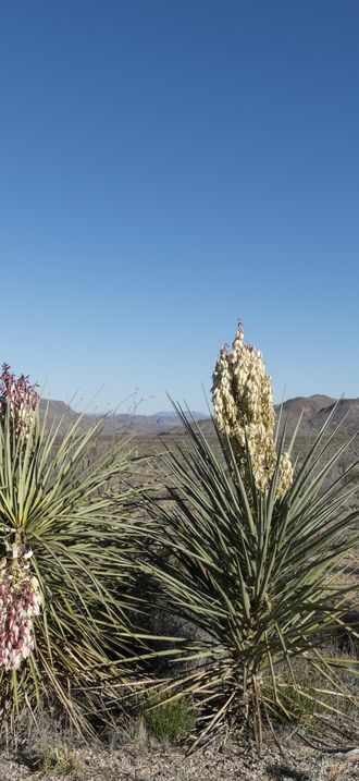 Desert flowers in Big Bend National Park in Brewster County, Texas