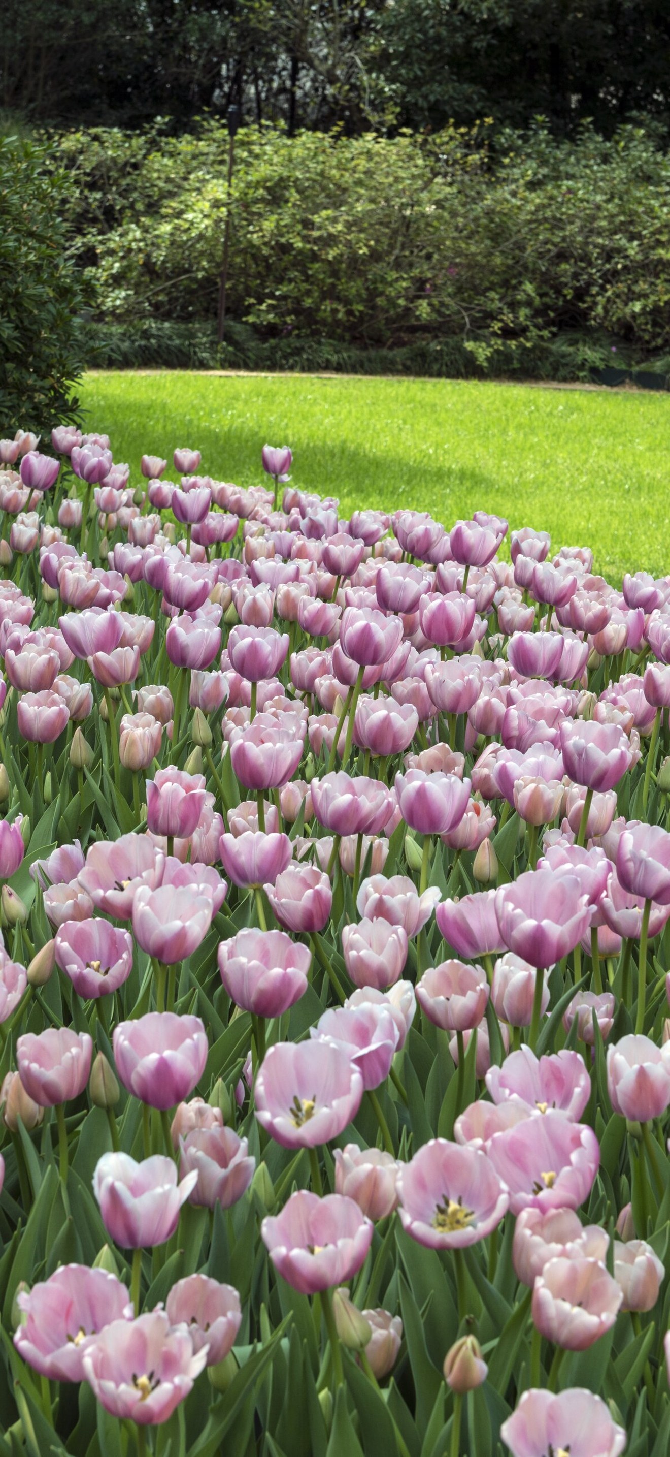 Tulips pop in late winter at the Bayou Bend Collection and Gardens in the River Oaks neigh