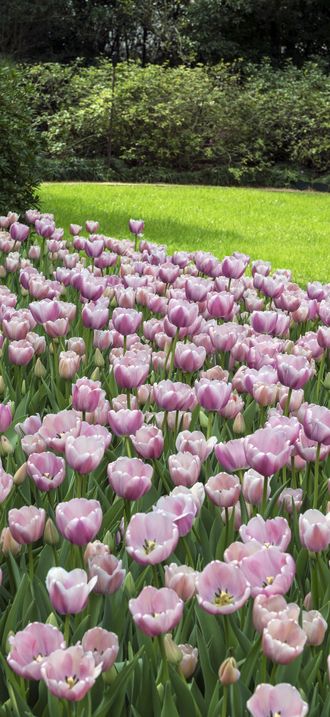 Tulips pop in late winter at the Bayou Bend Collection and Gardens in the River Oaks neigh