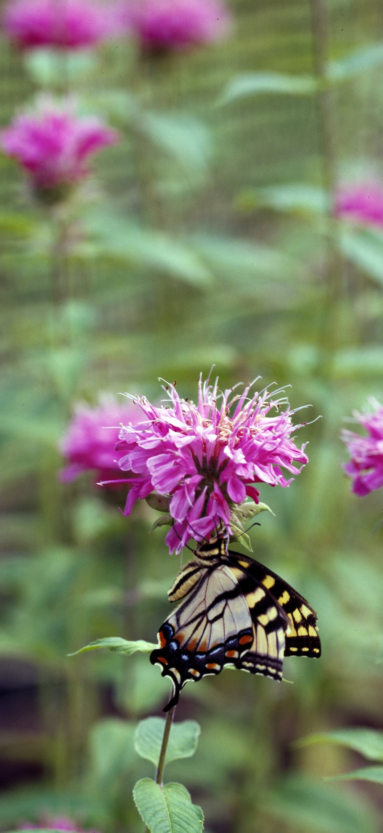 Magic-wings butterfly in an enclosure at the botanical garden of the Museum of Life and Sc