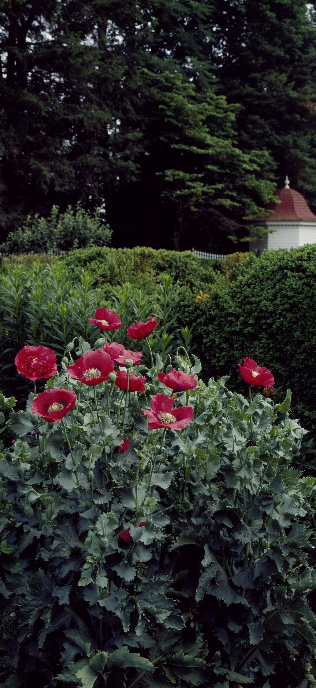 Garden at Mount Vernon, George Washington's Virginia estate