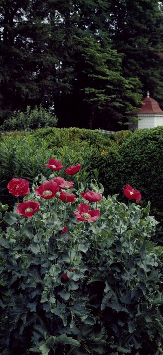 Garden at Mount Vernon, George Washington's Virginia estate