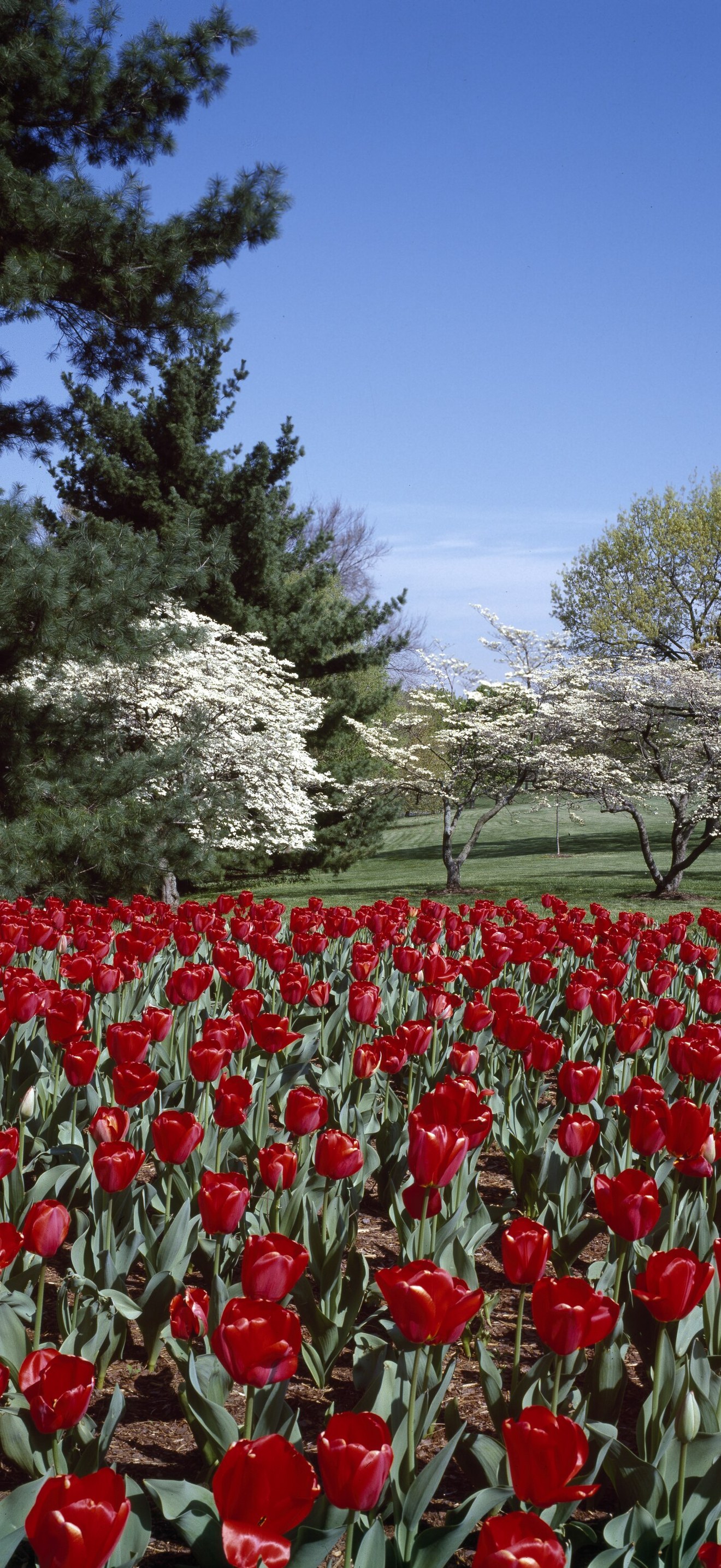 Spring tulips and dogwoods on the George Washington Memorial Parkway, McLean, Virginia