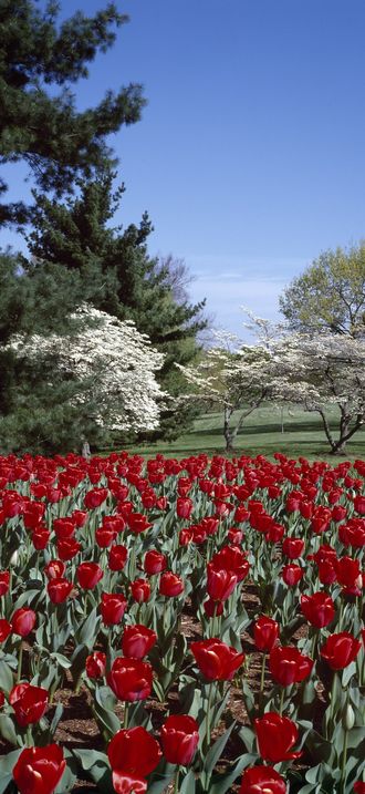Spring tulips and dogwoods on the George Washington Memorial Parkway, McLean, Virginia