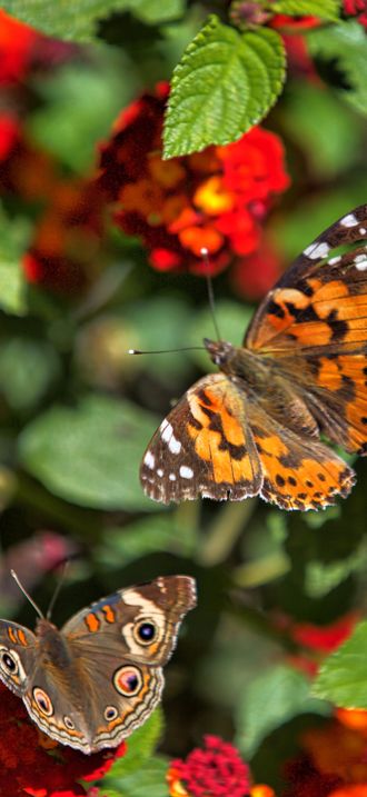Buckeye and Painted Lady Butterfly