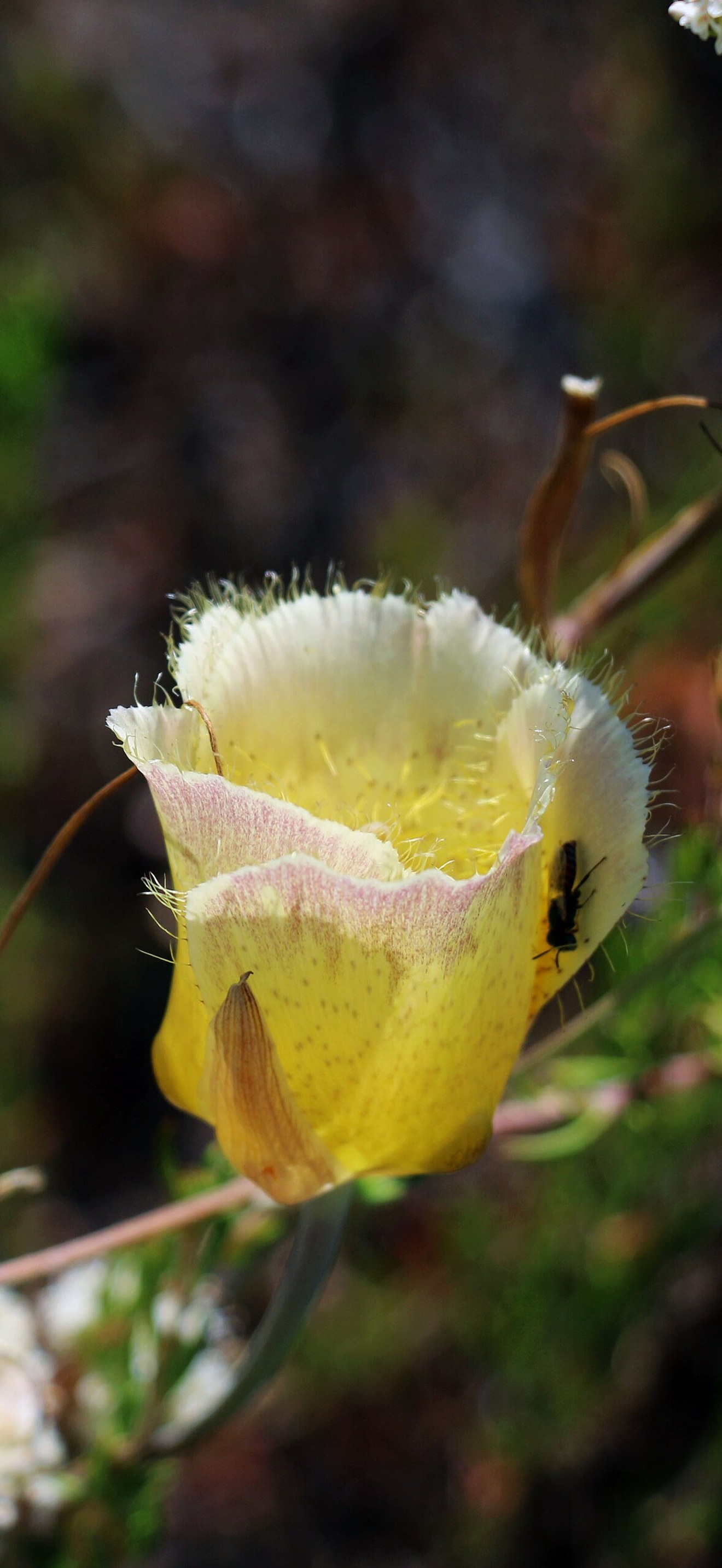 Mariposa Lily with beetle