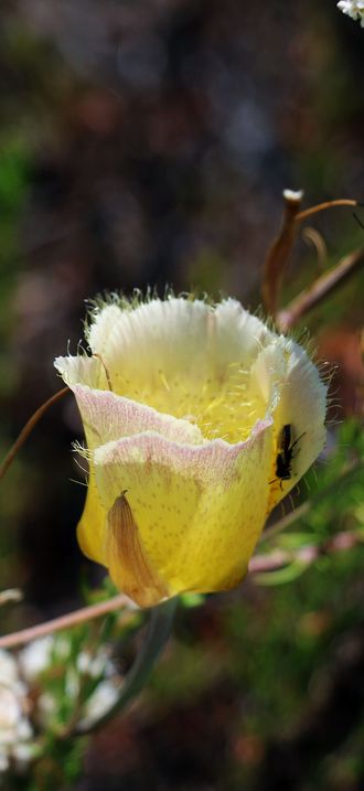 Mariposa Lily with beetle