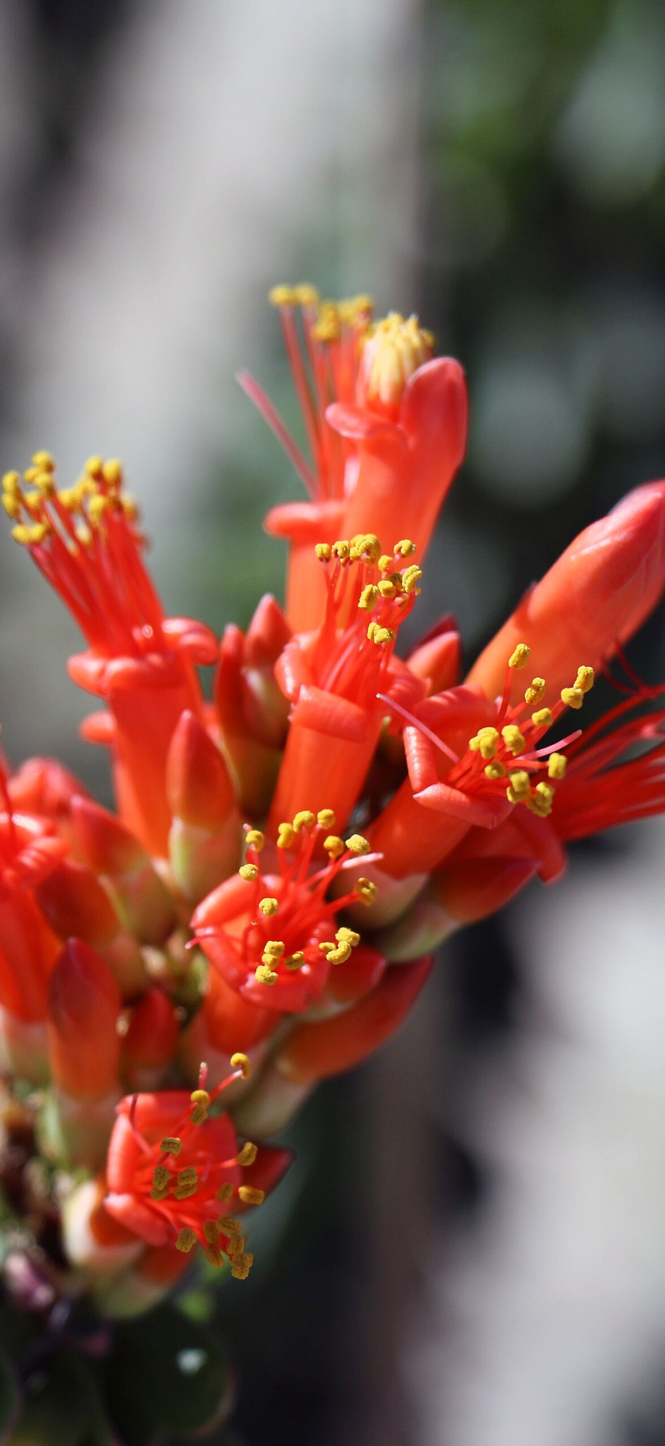Ocotillo in bloom
