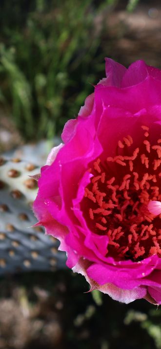 Beavertail cactus in bloom