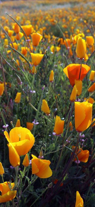 California poppy near Lake Elsinore, CA