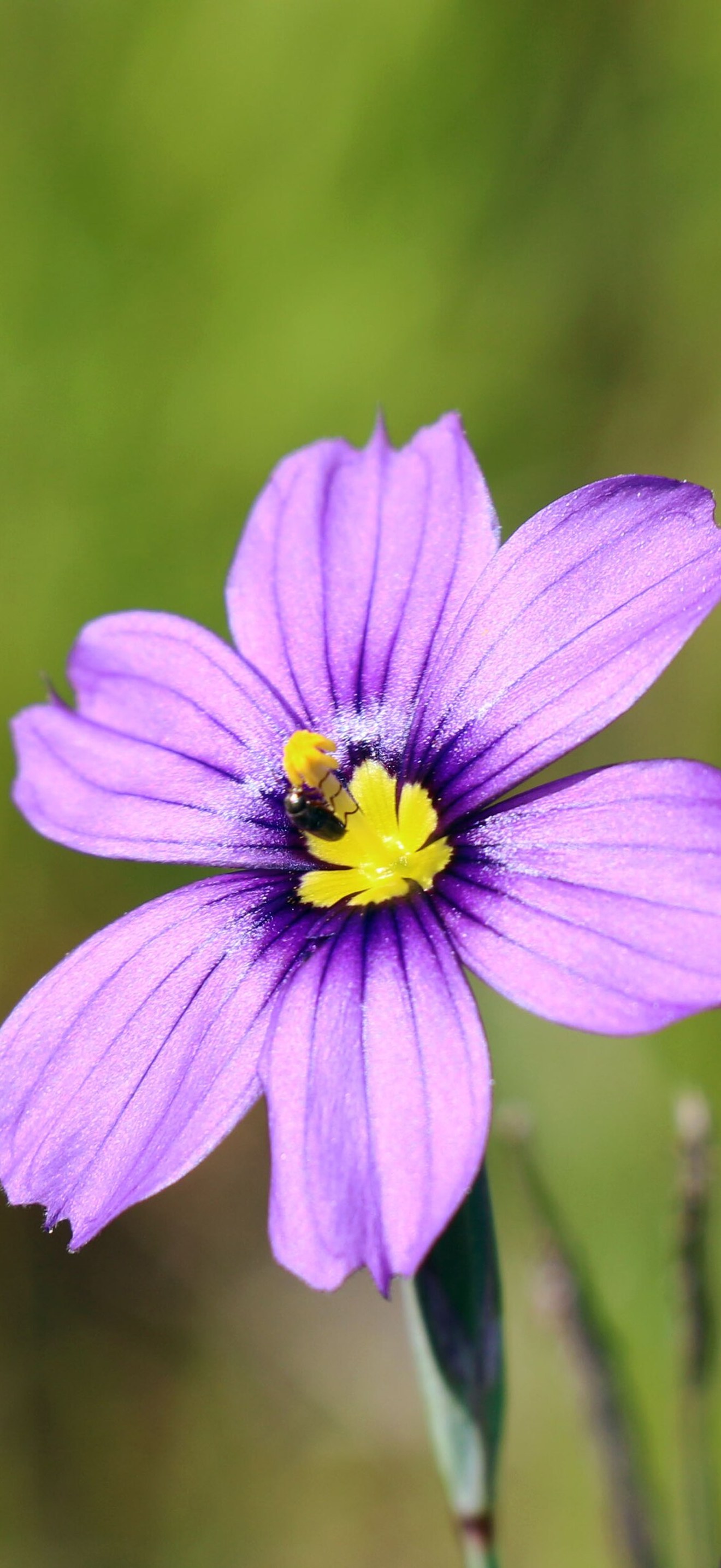 Blue-eyed grass is a native perennial to California