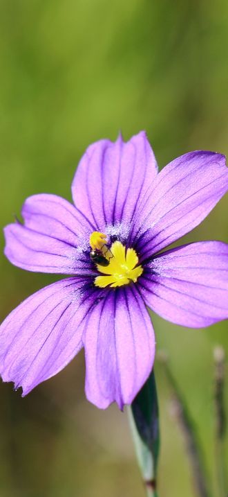 Blue-eyed grass is a native perennial to California