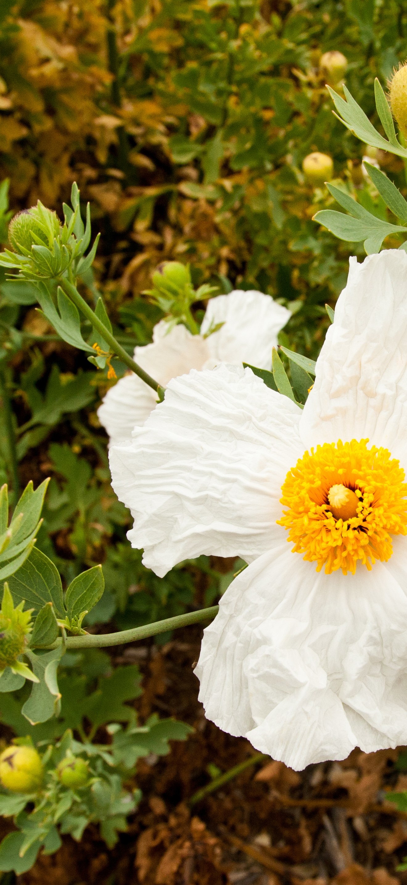 Matilija poppy (Romneya coulteri)