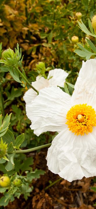 Matilija poppy (Romneya coulteri)