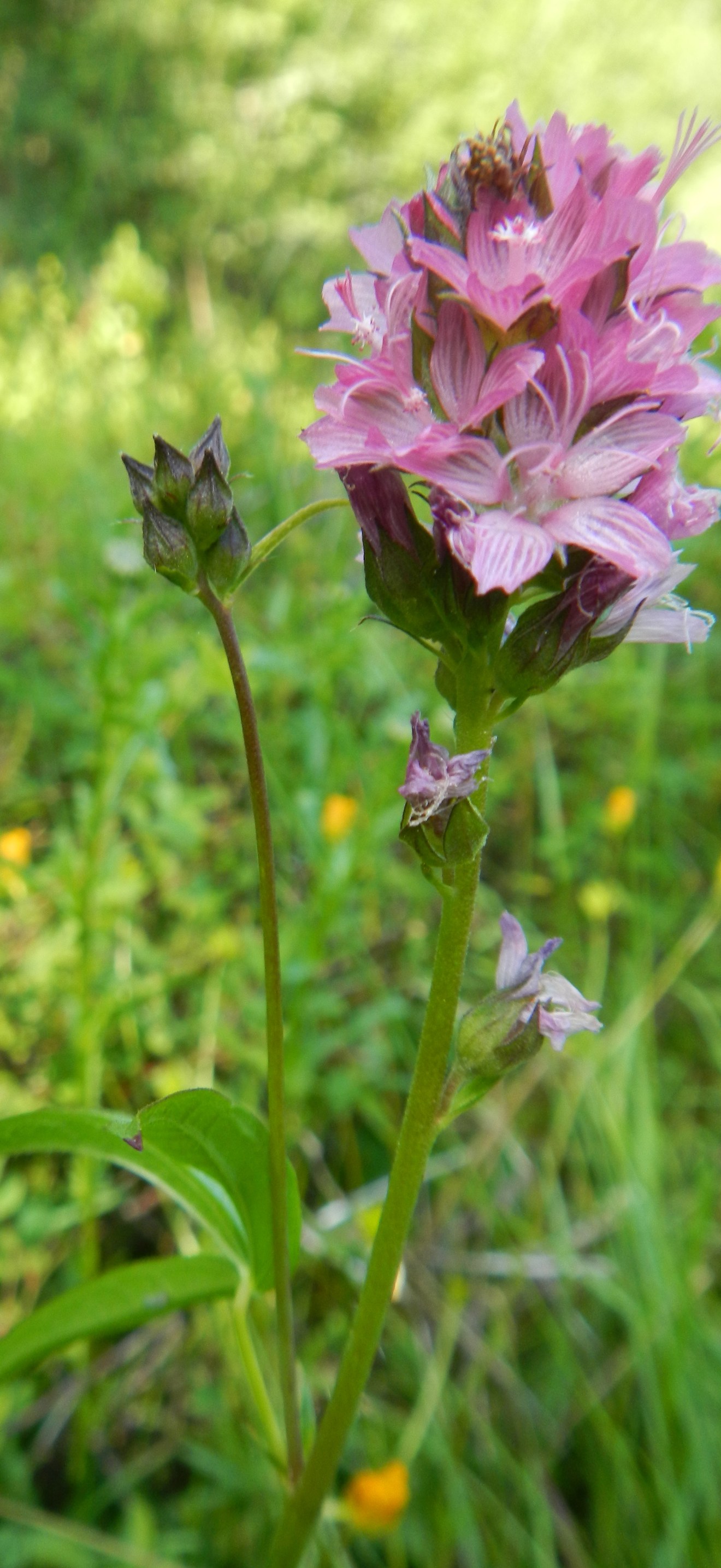 Nelson’s checkermallow wildflower