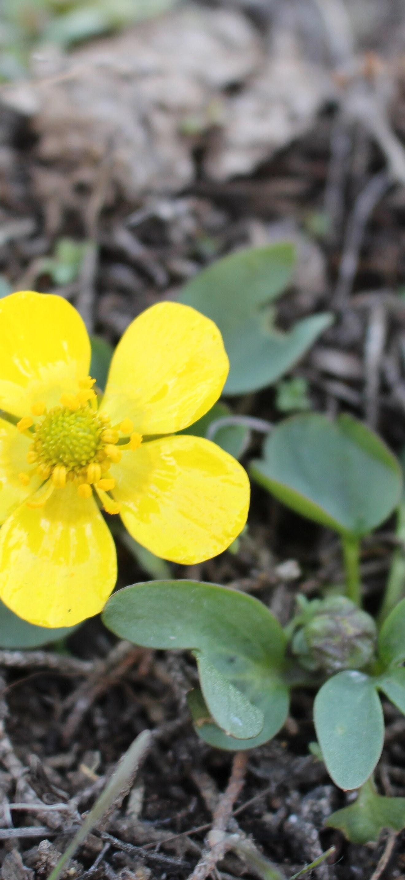 Spring flowers, Klamath Falls