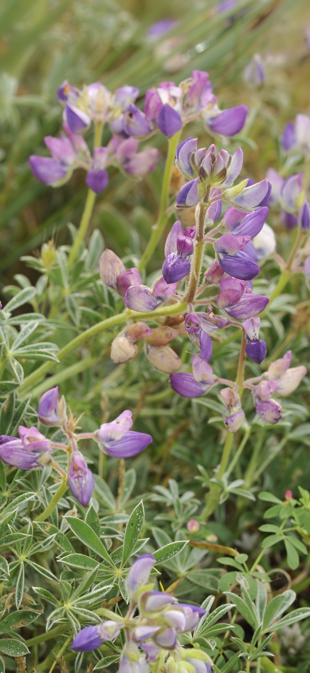 Silky Beach Pea (Lupine), New River ACEC