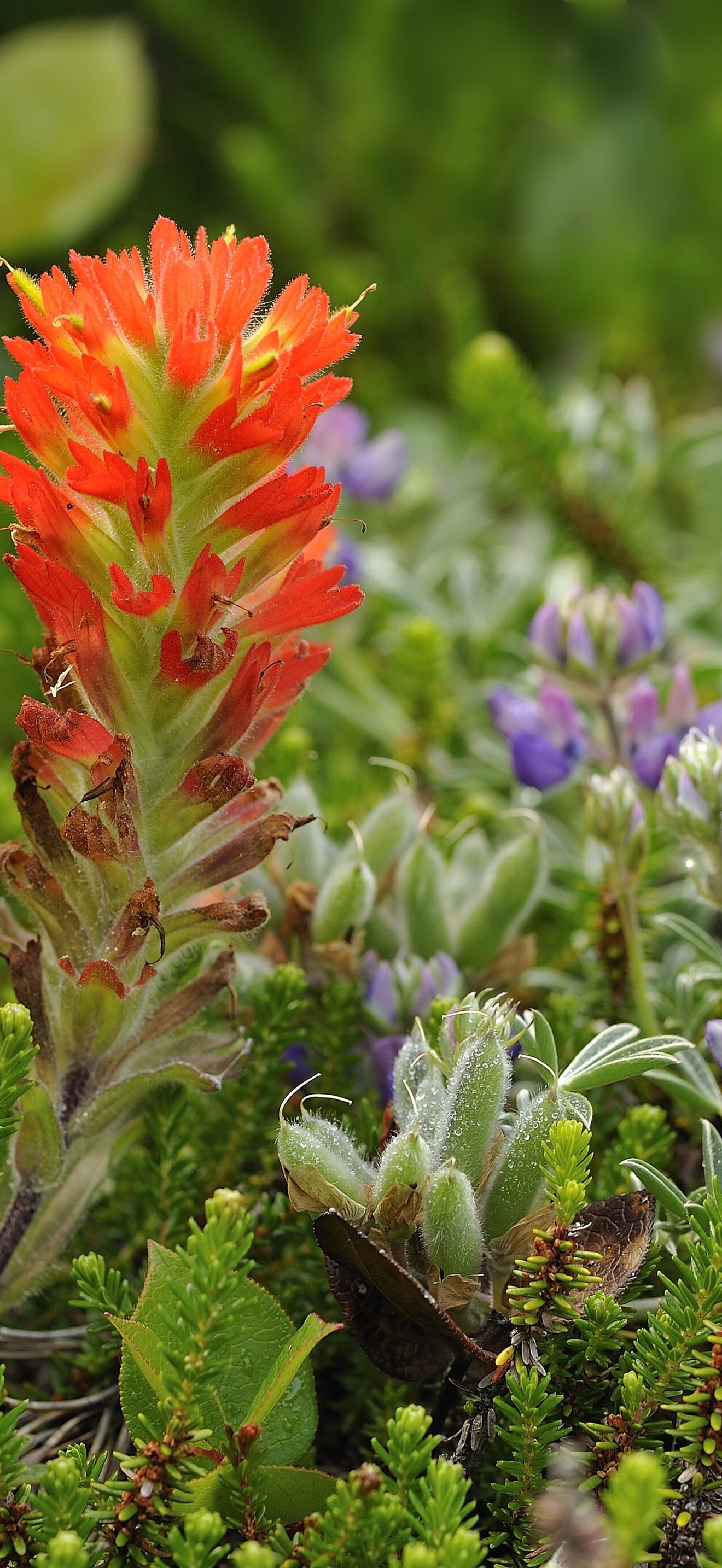 Indian Paint Brush and Lupine, New River ACEC