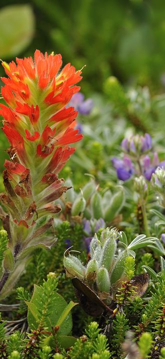 Indian Paint Brush and Lupine, New River ACEC