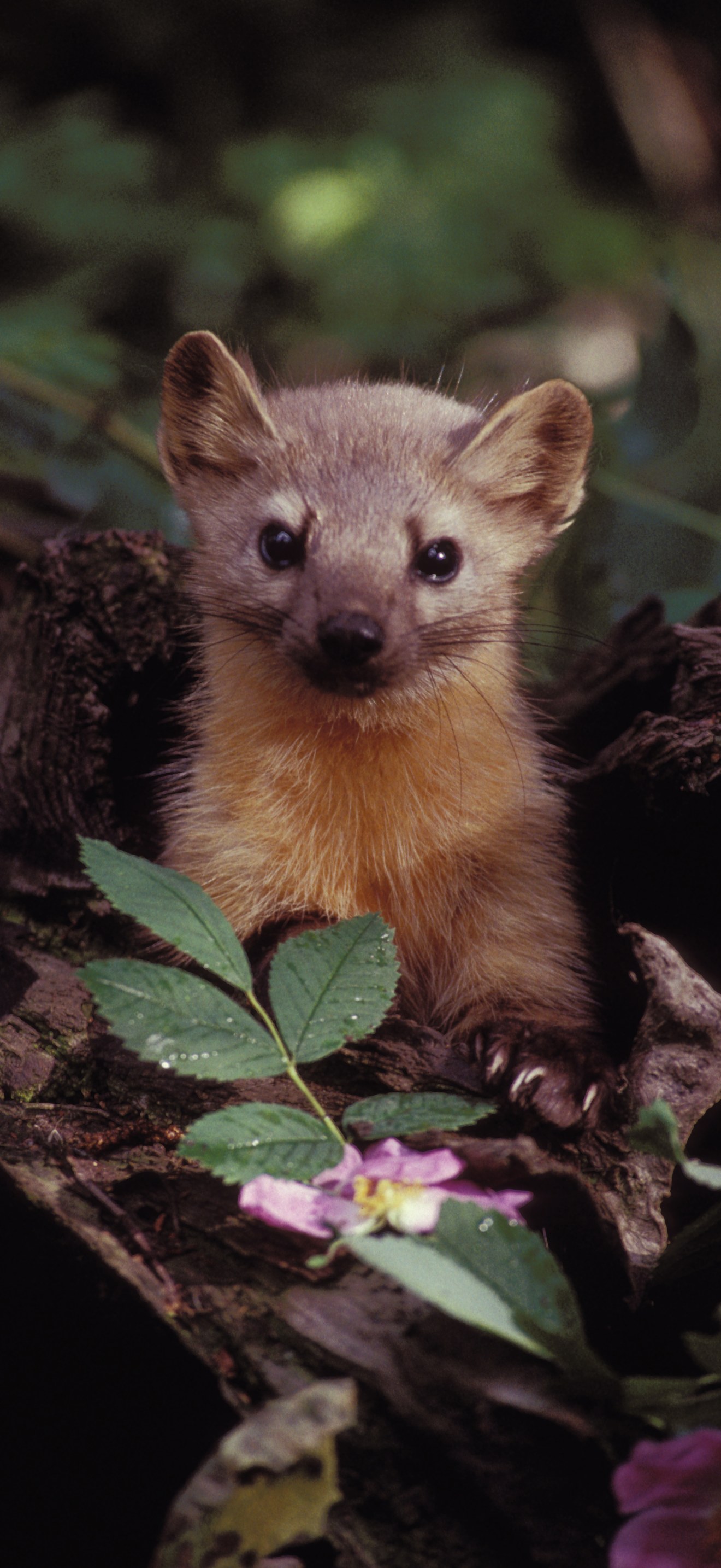 Marten with Flowers