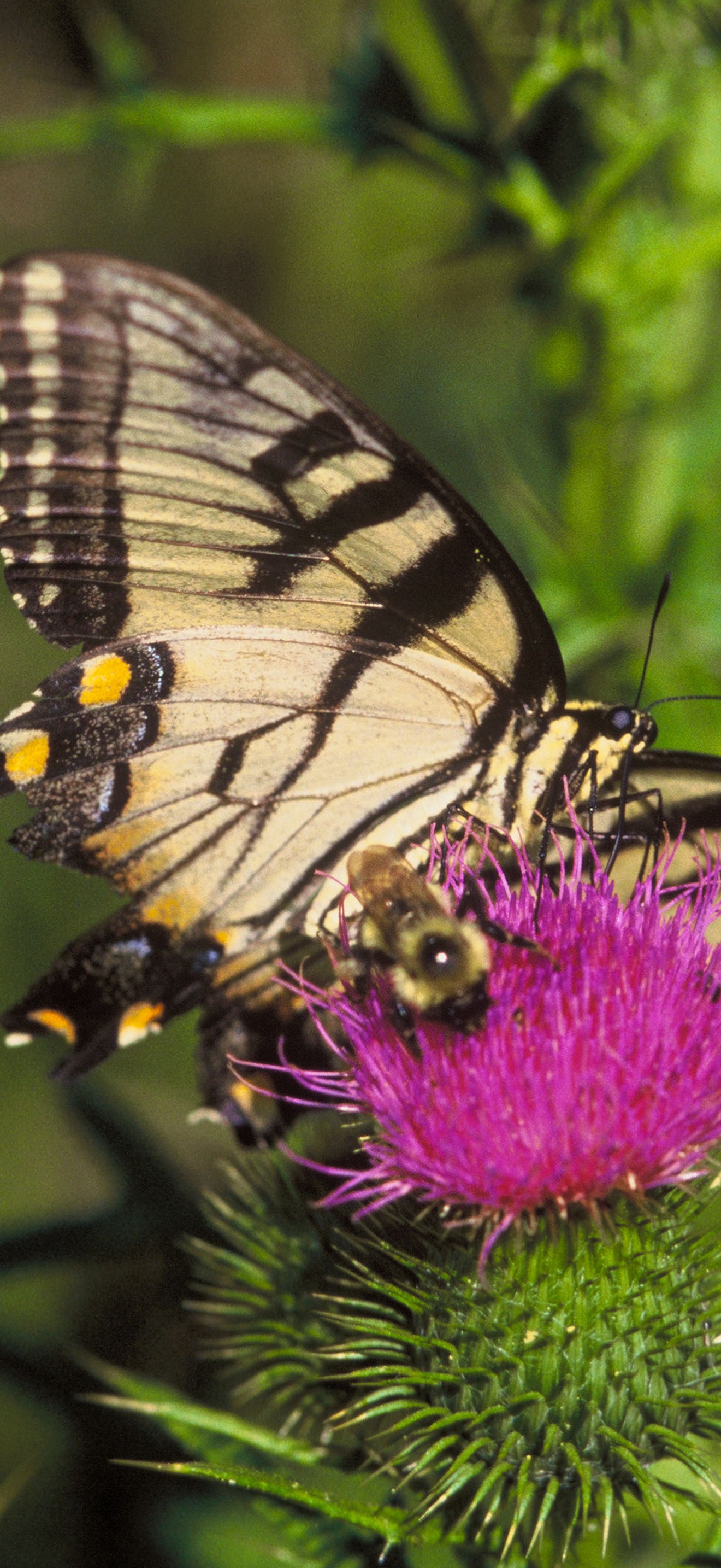 Swallowtail and Bumblebee on thistle