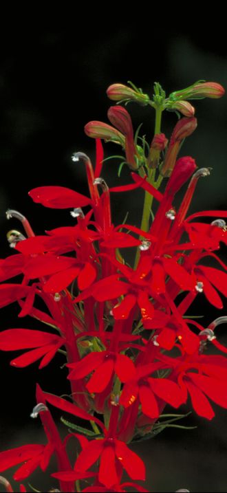 Lobelia cardinalis - Cardinal Flower