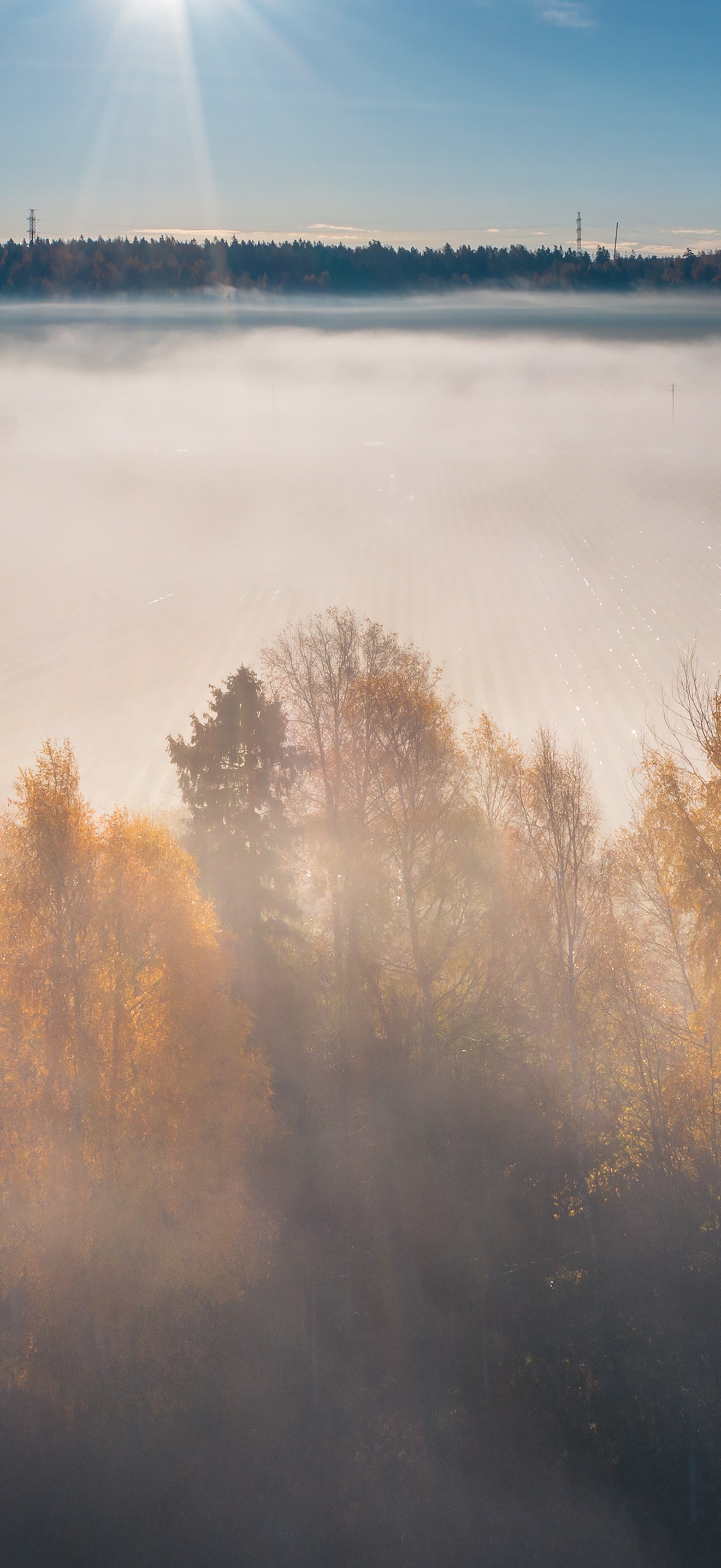 Morning fog at some trees by Keravanjoki river in Vantaa, Finland