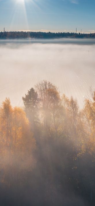 Morning fog at some trees by Keravanjoki river in Vantaa, Finland
