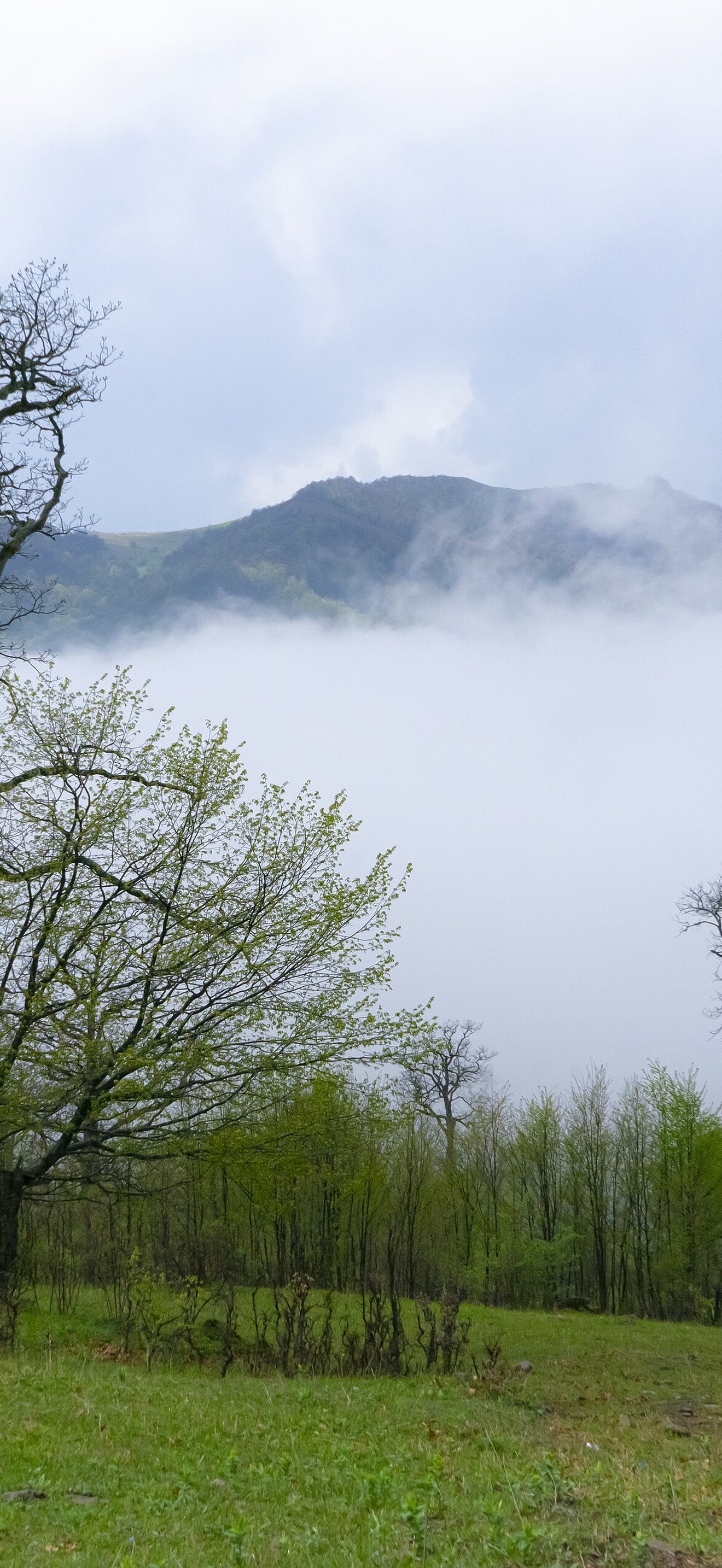 Misty forest landscape in Dilijan