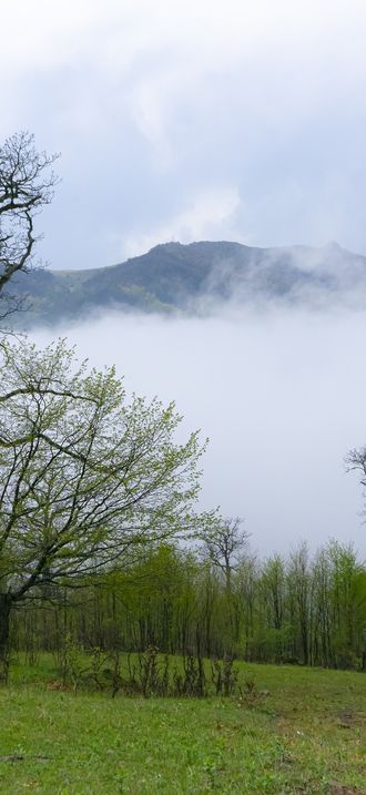 Misty forest landscape in Dilijan