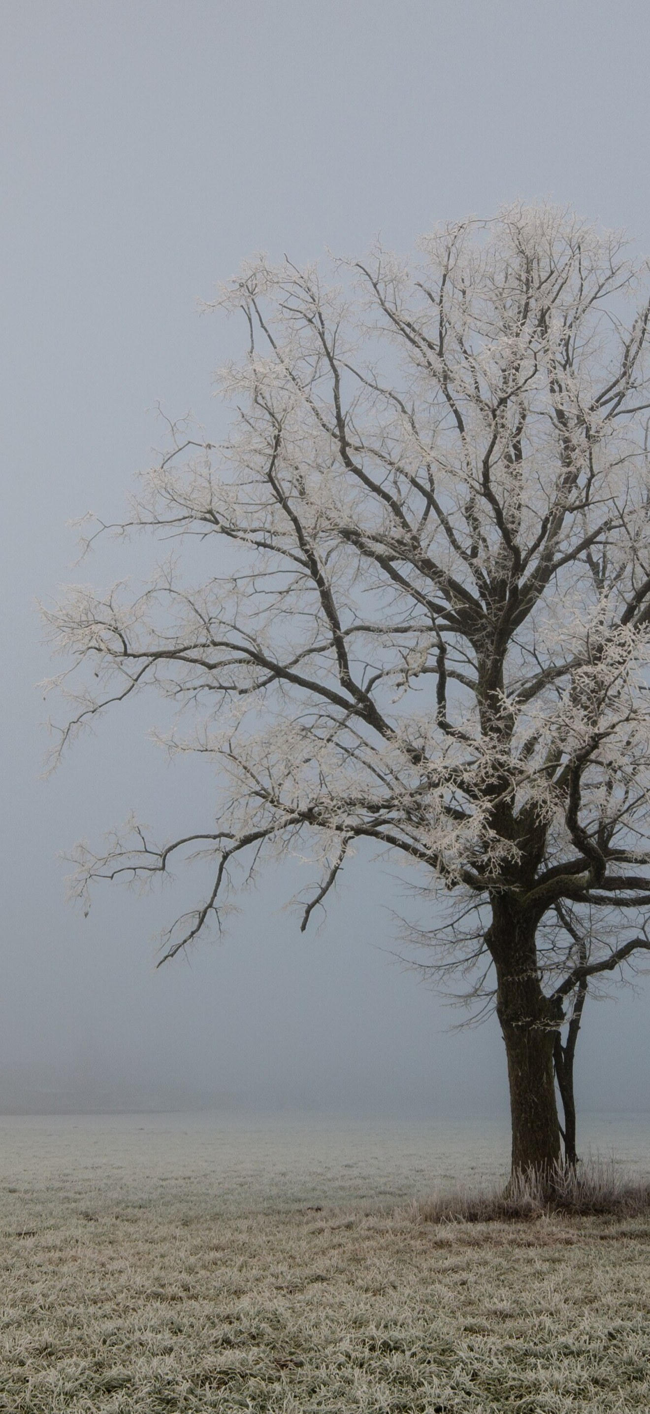 Baum in Kärnten