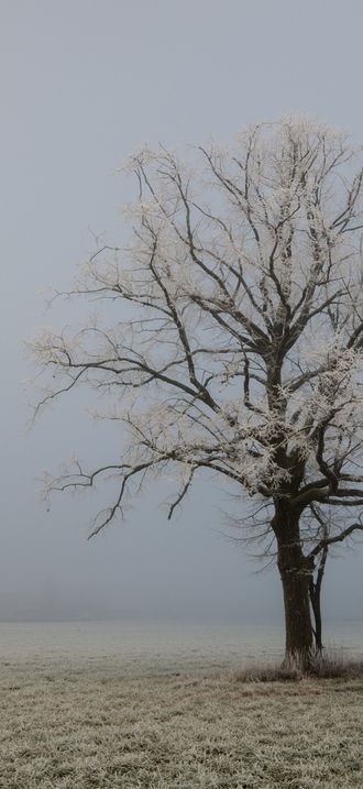 Baum in Kärnten