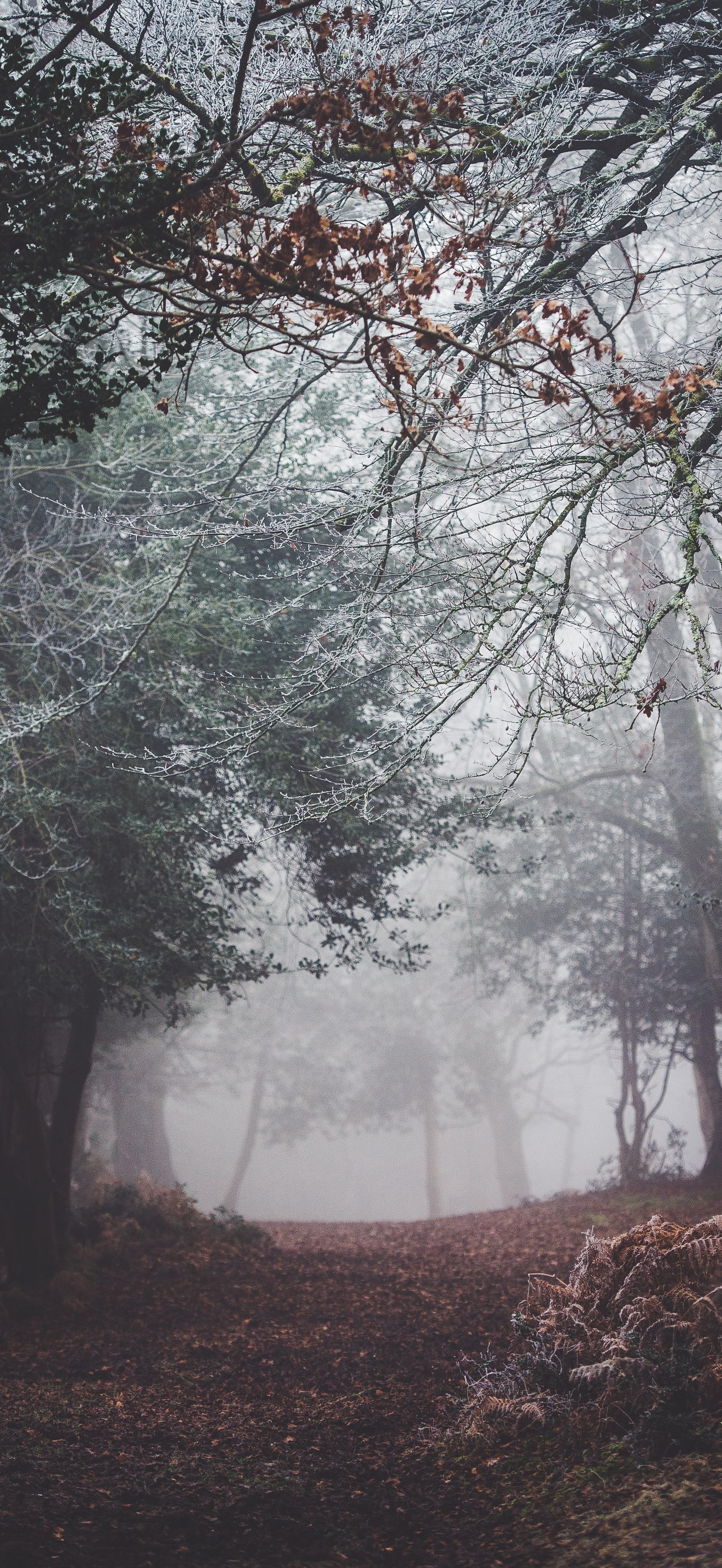 Winter forest tones