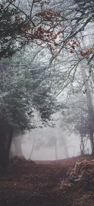 Winter forest tones