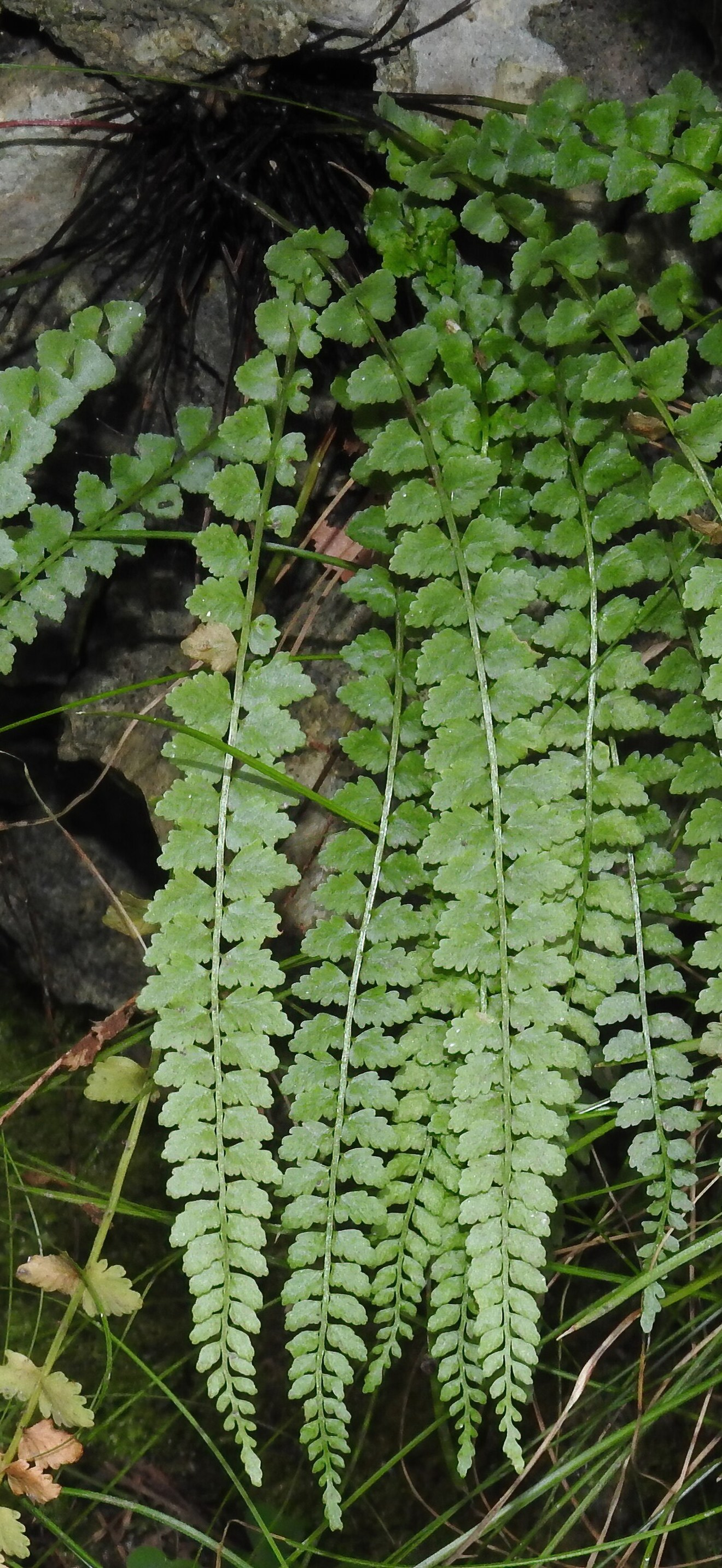 Asplenium viride RF