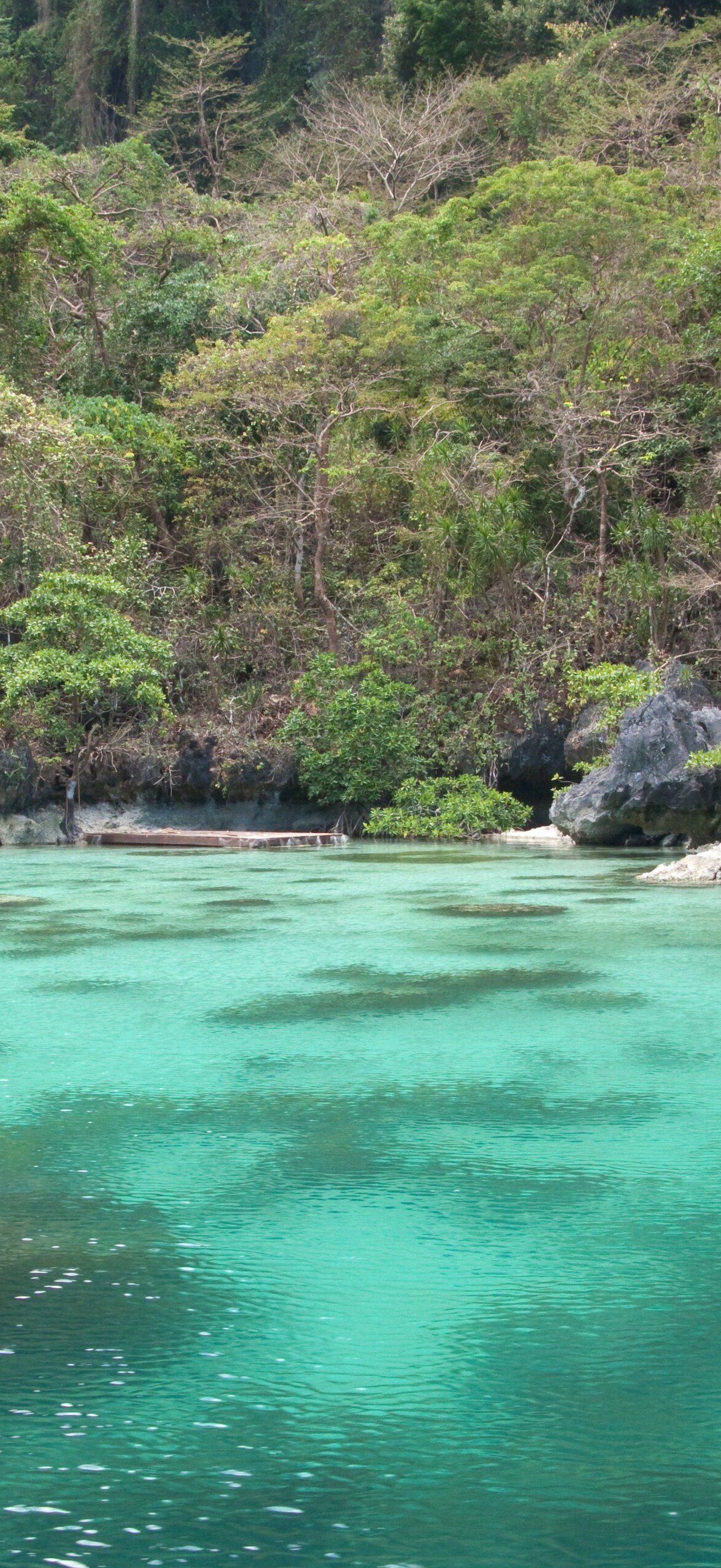 Forest on limestone karsts, Bacuit Bay, Palawan, Philippines