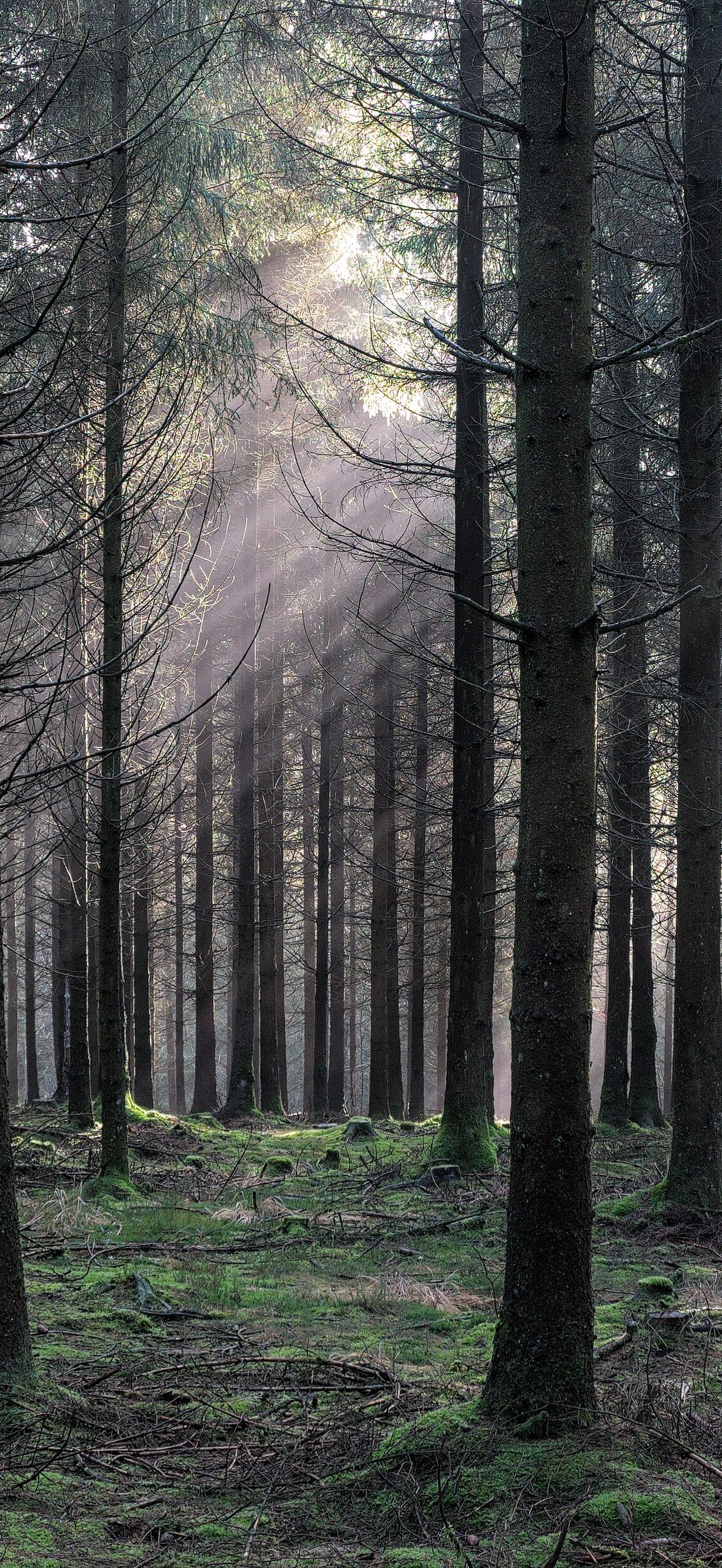 Bois Raquet, in the High Fens – Eifel Nature Park ()