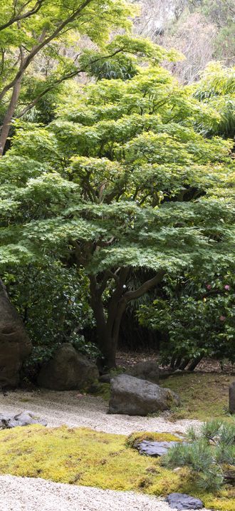 The Japanese Tea Garden, located inside Golden Gate Park, San Francisco, California